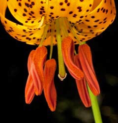 lilium kelleyanum thumbnail graphic